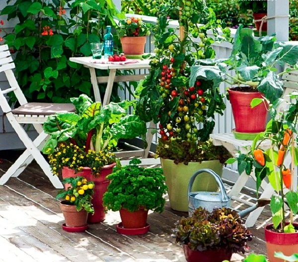 PunjabKesari Vastu Tips for Home Garden